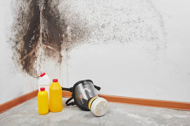 Best HVAC Mold Remediation in Ashland, AL