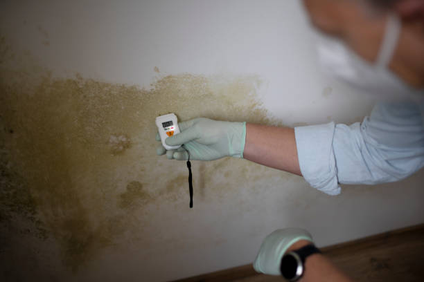Best Mold Remediation for Schools in Ashland, AL