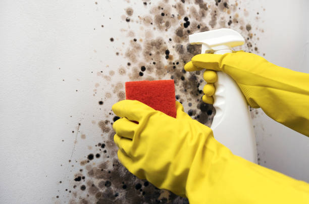 Ashland, AL Mold Remediation Company