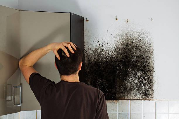 Best Residential Mold Remediation in Ashland, AL